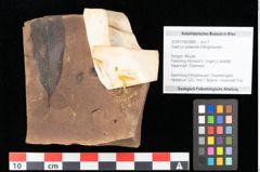 Foto (Objekt + Etikett) von Quercus palaeoilex Ettingshausen (NHMW-GEO-2024-0188-0884)
